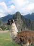 Lama
